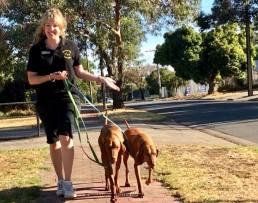 How to walk two dogs with manners dog behavioural training, Tamara Di Santo Best Friend Dog Care, dog training, behaviour and relation ship coach Adelaide South Australia
