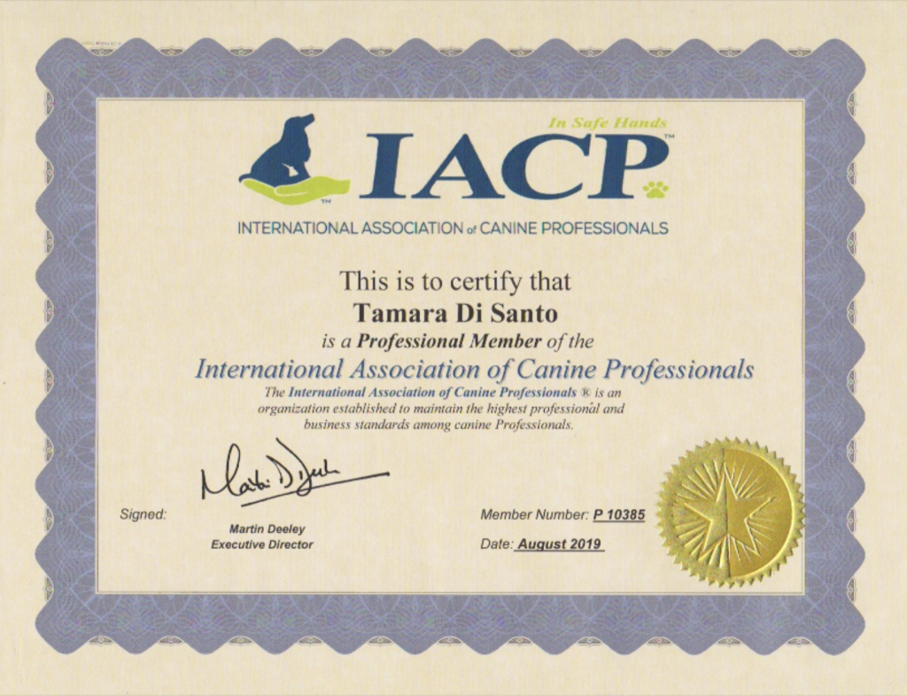 International Association of Canine Professionals - Tamara Di Santo, Best Friend Dog Care, Dog behavioural training Australia