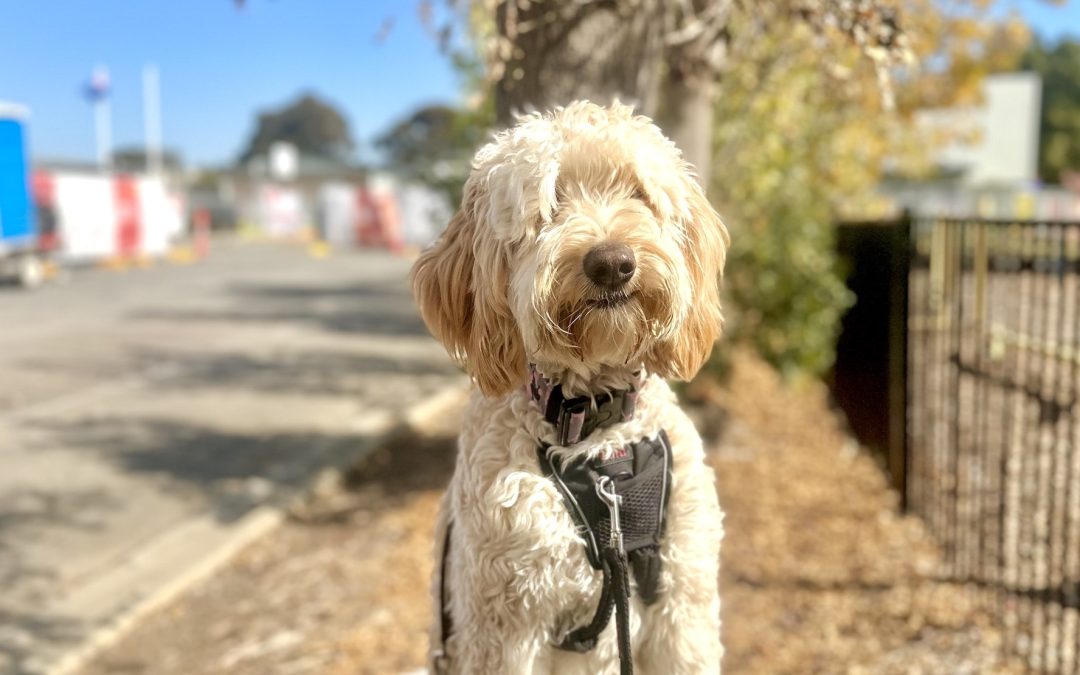 CONSISTENCY IS KEY WHEN TRAINING YOUR BEST FRIEND