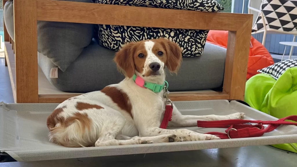 Preparing your home and family when inviting a dog into your home. Brittany Spaniel