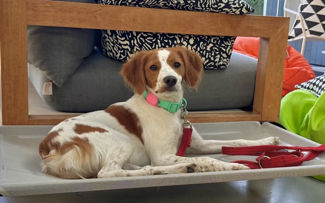 NEVER HAD A DOG BEFORE IN THE HOME